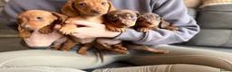 Miniature Dachshund dogs for sale: miniature dashaund pups *ONLY 1 PUP LEFT* - Advert 2