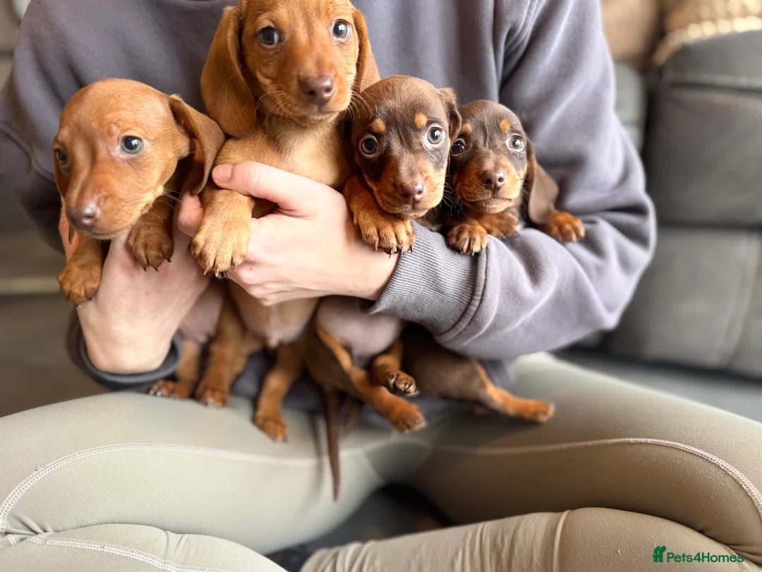 Miniature Dachshund dogs for sale: miniature dashaund pups *ONLY 1 PUP LEFT* - Advert 2