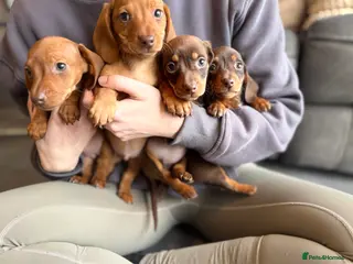 Miniature Dachshund dogs miniature dashaund pups *ONLY 2 PUPPIES LEFT* - Advert 17