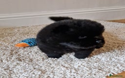 Chow Chow dogs for sale: Kc reg chow chow pups - Advert 8