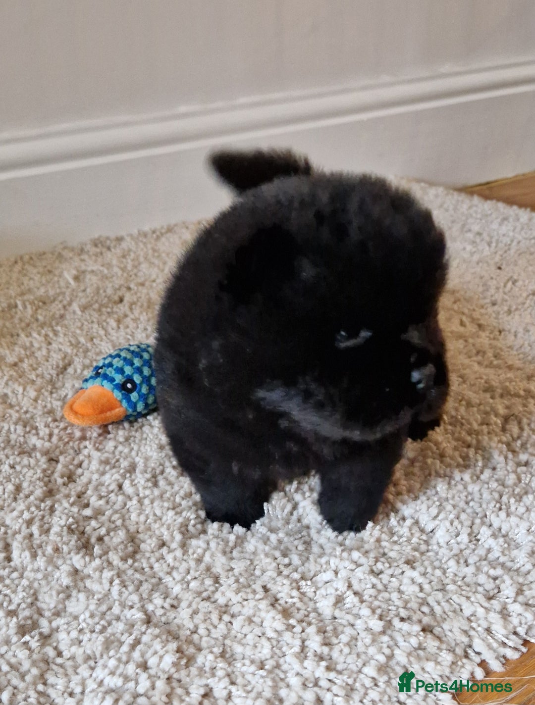 Chow Chow dogs for sale: Kc reg chow chow pups - Advert 8