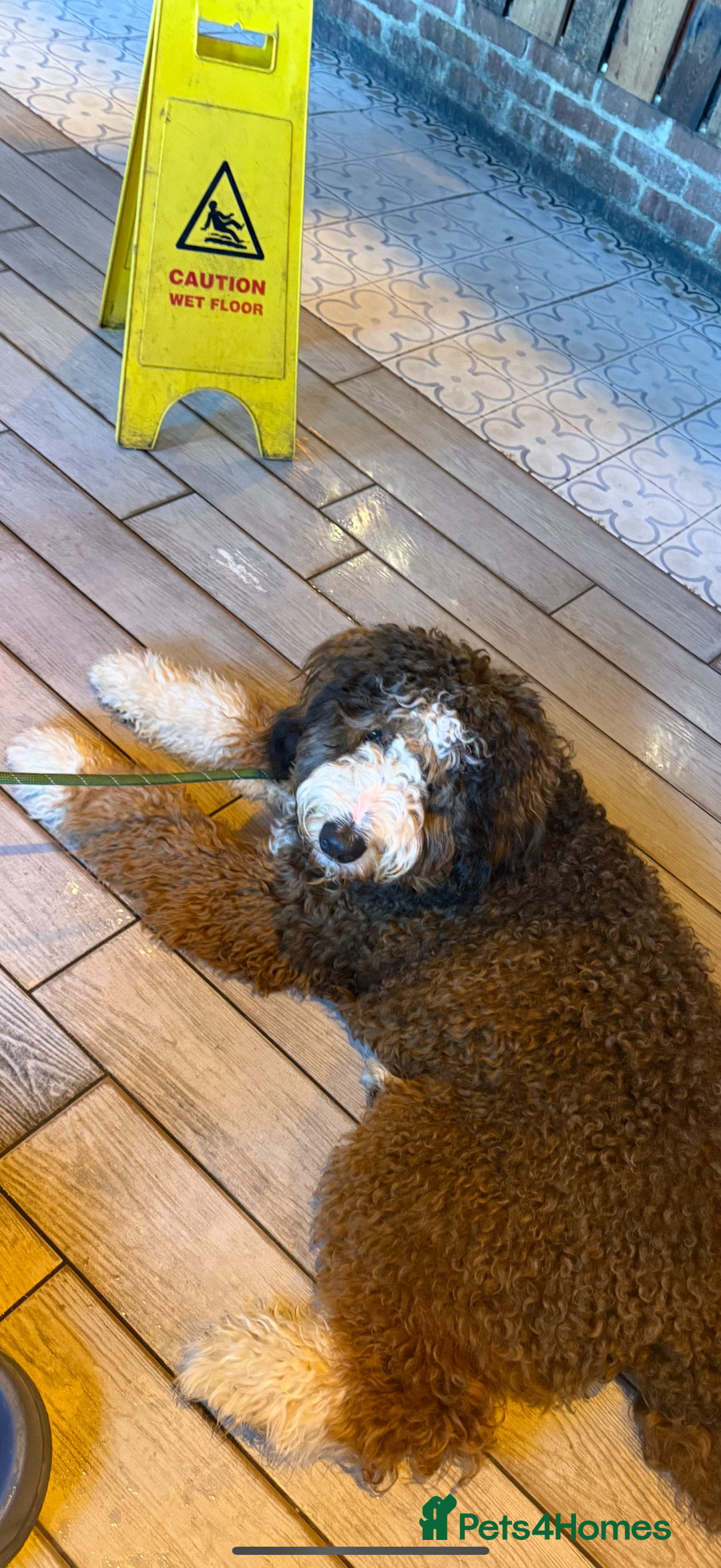 Bernedoodle dogs for stud: Proven Bernedoodle Stud Available for Breeding 🐾 - Image 4