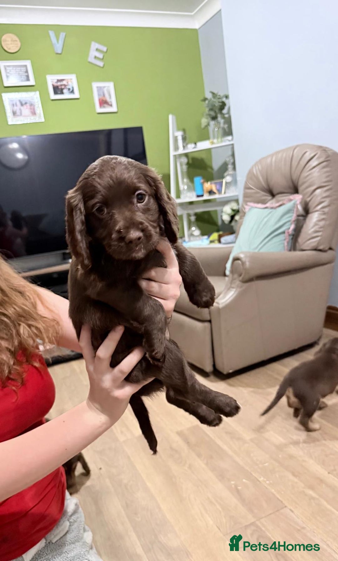 Sprocker dogs for sale: 4 LEFT Sprocker Spaniel Puppies EXCELLENT Breeding - Advert 25