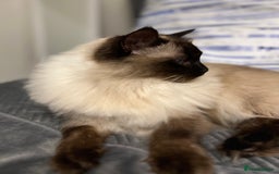 Ragdoll cats for sale: Loving Home Needed for Our Dear Cat, Nina - Image 6