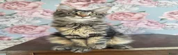 Maine Coon cats for sale: TICA Maine Coon Kittens - Advert 17