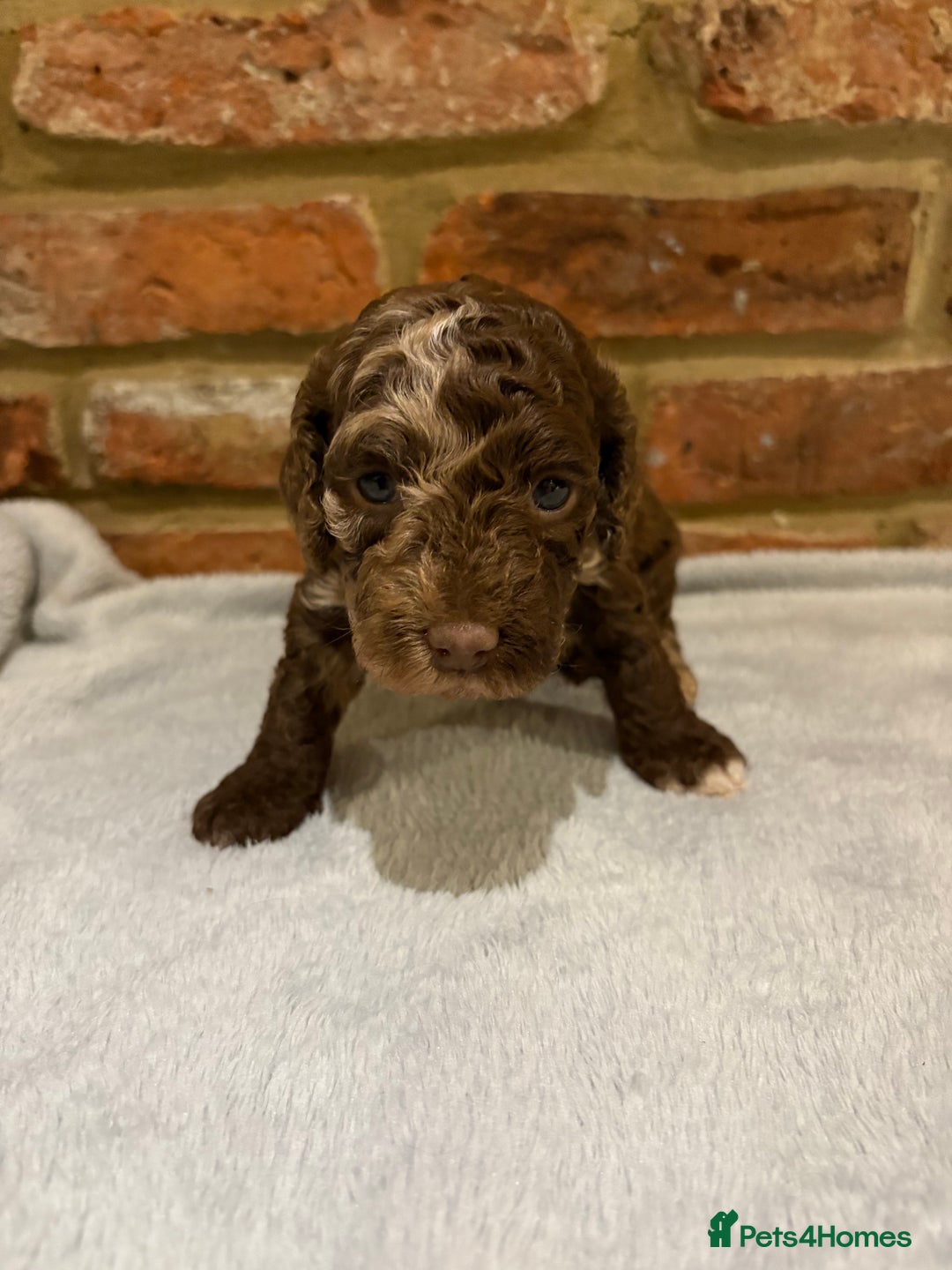 Cockapoo dogs for sale: F1b cockapoo puppies - Advert 20