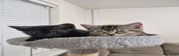 British Shorthair cats for sale: CUTE KITTENS - Advert 37