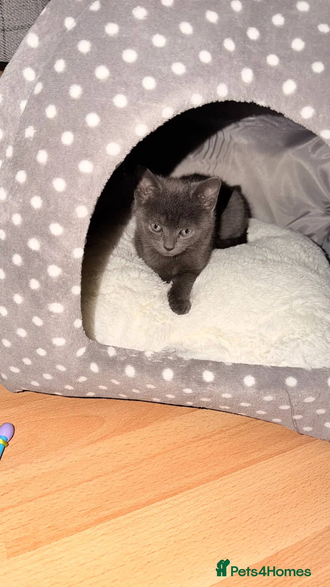 British Shorthair cats for sale: British shorthair cross - Advert 8