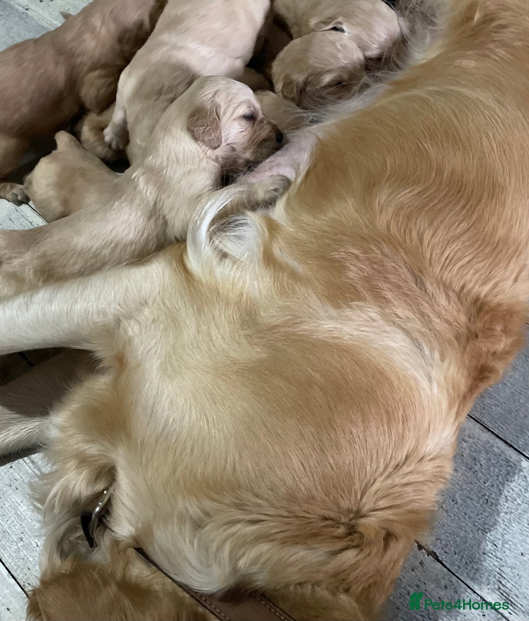 Golden Retriever dogs for sale: KC golden retriever puppies - Advert 2