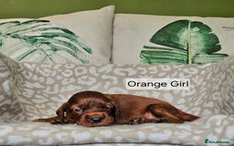 Irish Setter dogs for sale: KC Registered Irish Setter Puppies - Image 6