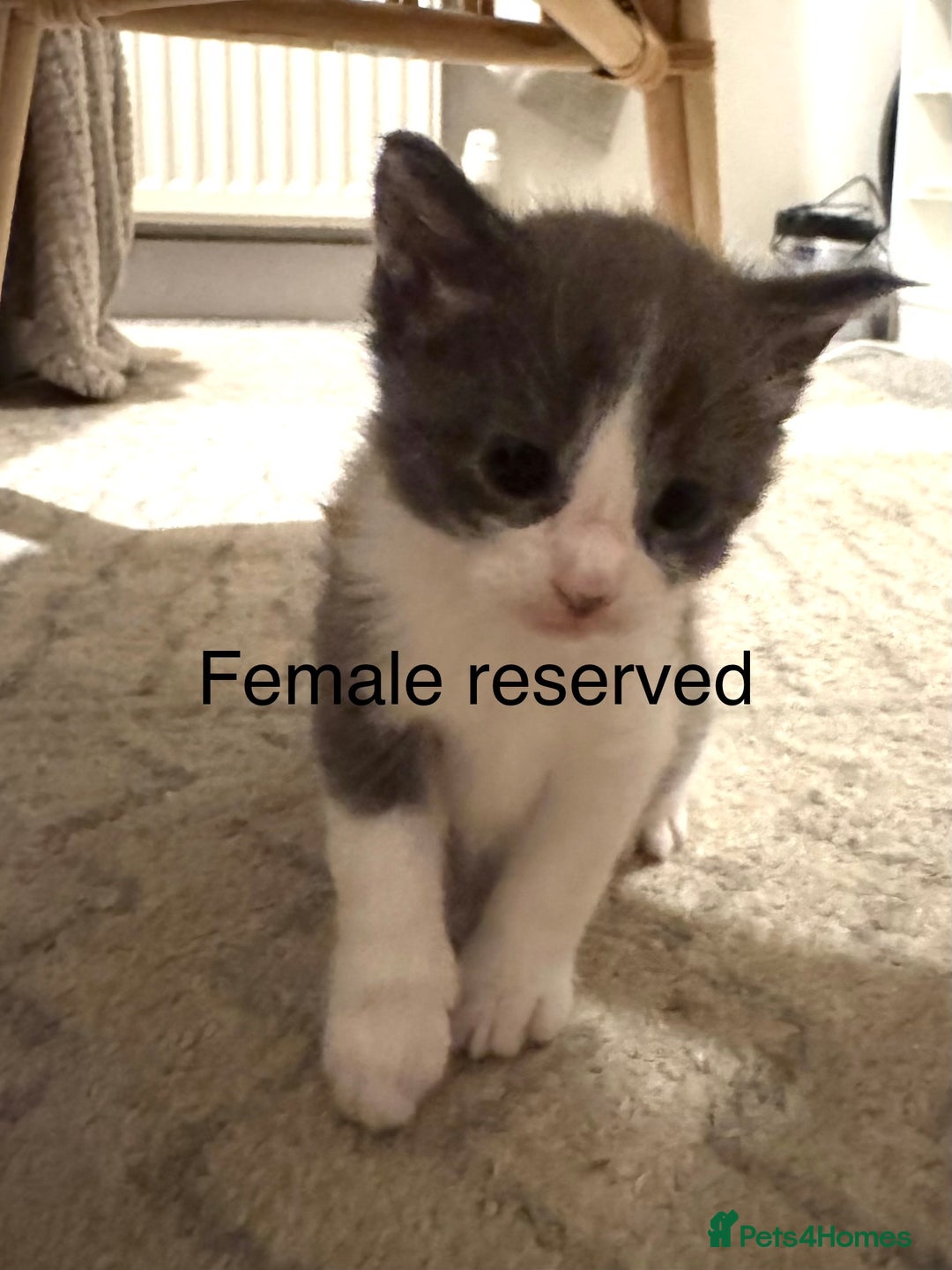 Maine Coon cats for sale: Maine coon cross kittens - Advert 6