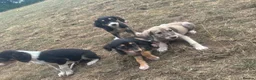 Saluki dogs for sale: Saluki puppy s  - Advert 25