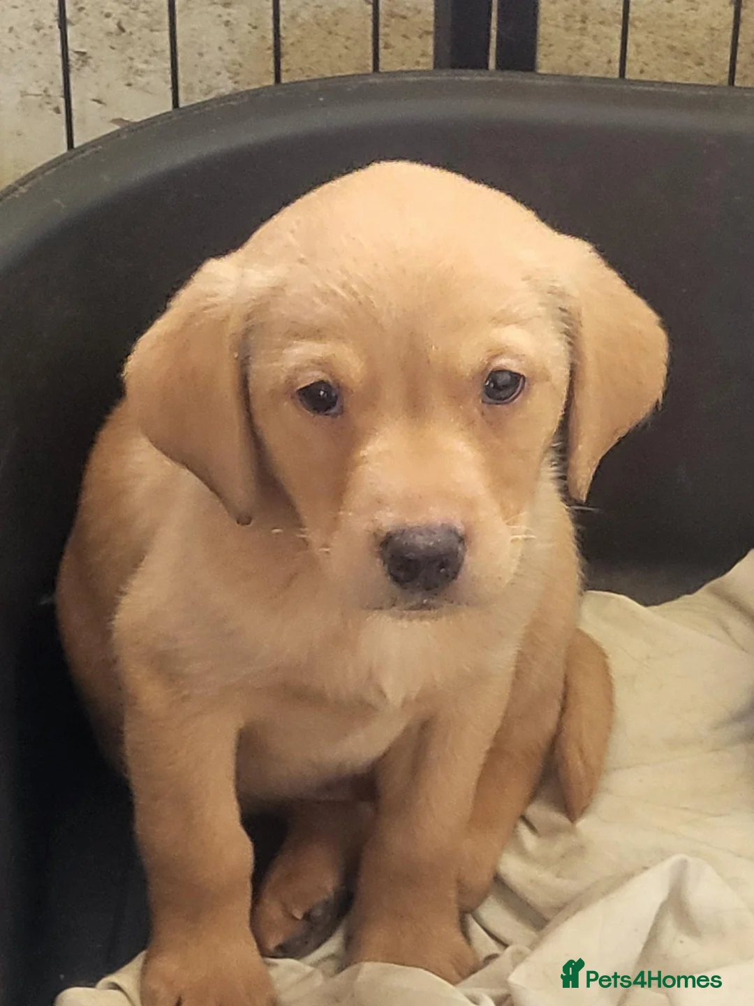 Labrador Retriever dogs for sale: A Super litter of Fox Red & Black Working Lab pups - Advert 2