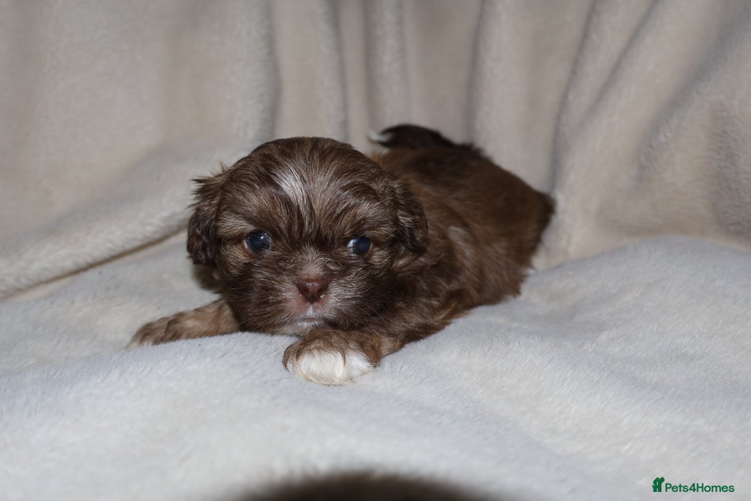 Shih Tzu dogs for sale: ✨CHOC DOBBIE IMPERIALS CARRYING BLUE✨ - Advert 25