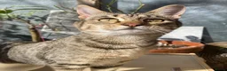 Savannah cats for sale: FULL PEDIGREE SAVANNAH girl KITTEN F5 SBT - Advert 7
