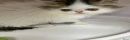 Persian cats for sale: Registered Pure Persian Kittens  - Advert 6