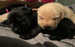 Labrador Retriever dogs for sale: 9 Beautiful Labrador Puppies For Sale  - Image 28