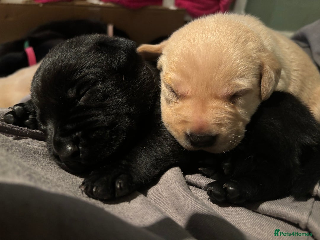 Labrador Retriever dogs for sale: 9 Beautiful Labrador Puppies For Sale  - Image 28