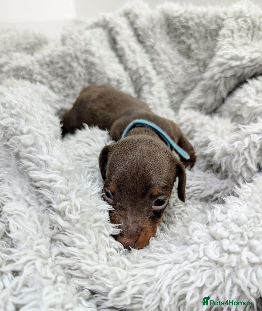 Miniature Dachshund dogs for sale: Beautiful Miniature Dachshund *one little girl* - Advert 11