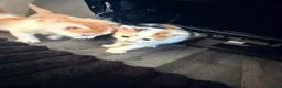 Mixed Breed cats for sale: 5 mixed colour kittens for sale - Advert 23