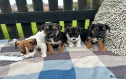 Mixed Breed dogs for sale: Jack Russel X Sealyham Terrier puppies - Image 4