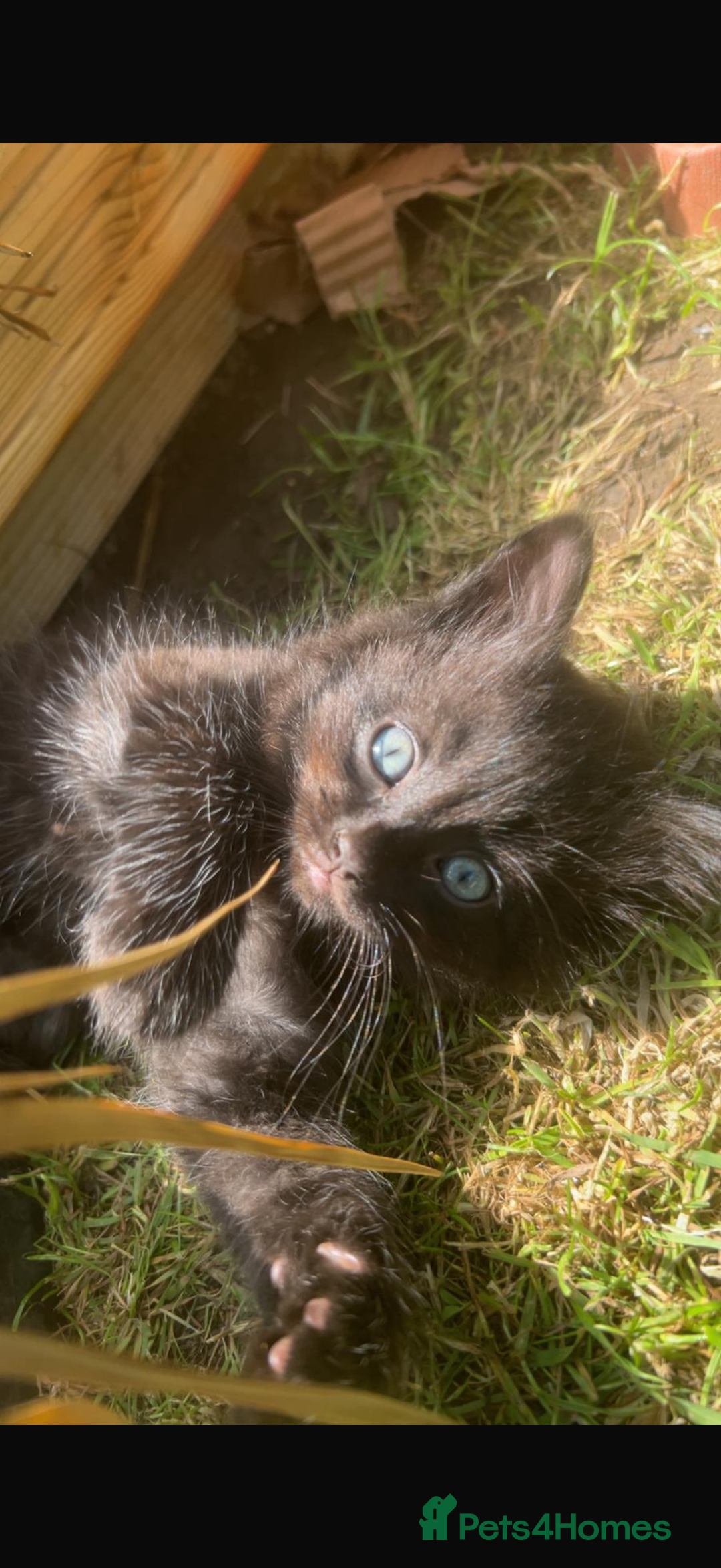 Ragdoll cats for sale: ✨ Ragdoll / British Shorthair Adorable Kittens✨ in Welwyn Garden City - Image 6