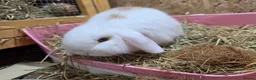 Mini Lop rabbits for sale: Mini lop - Advert 4