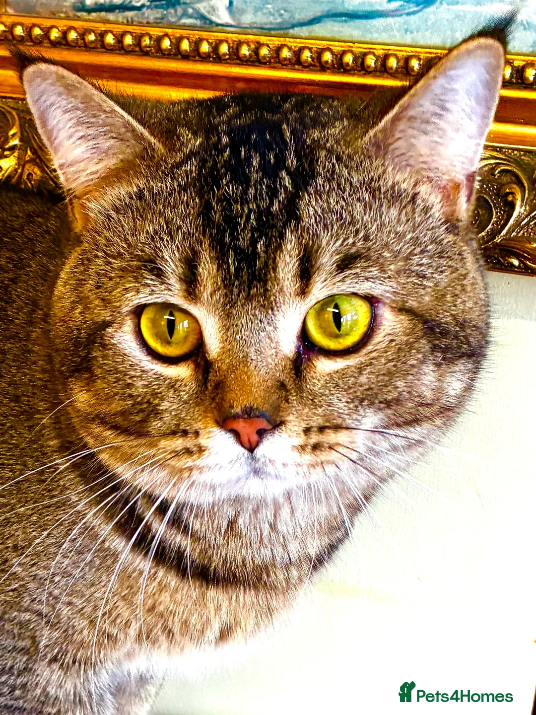 Scottish Fold cats for stud: Scottish Fold Black Gold for Stud - Advert 11