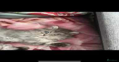 Mixed Breed cats - Advert 8