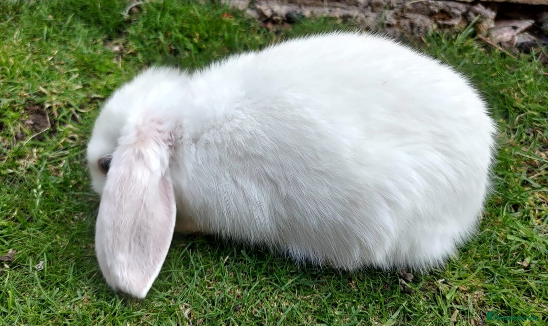 Mini Lop rabbits for sale: Gorgeous Mini Lop X French Bunnies Ready to Go! - Image 22