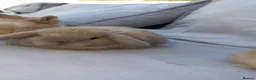 Mini Lop rabbits for sale: Mini lop bunnies - Advert 9
