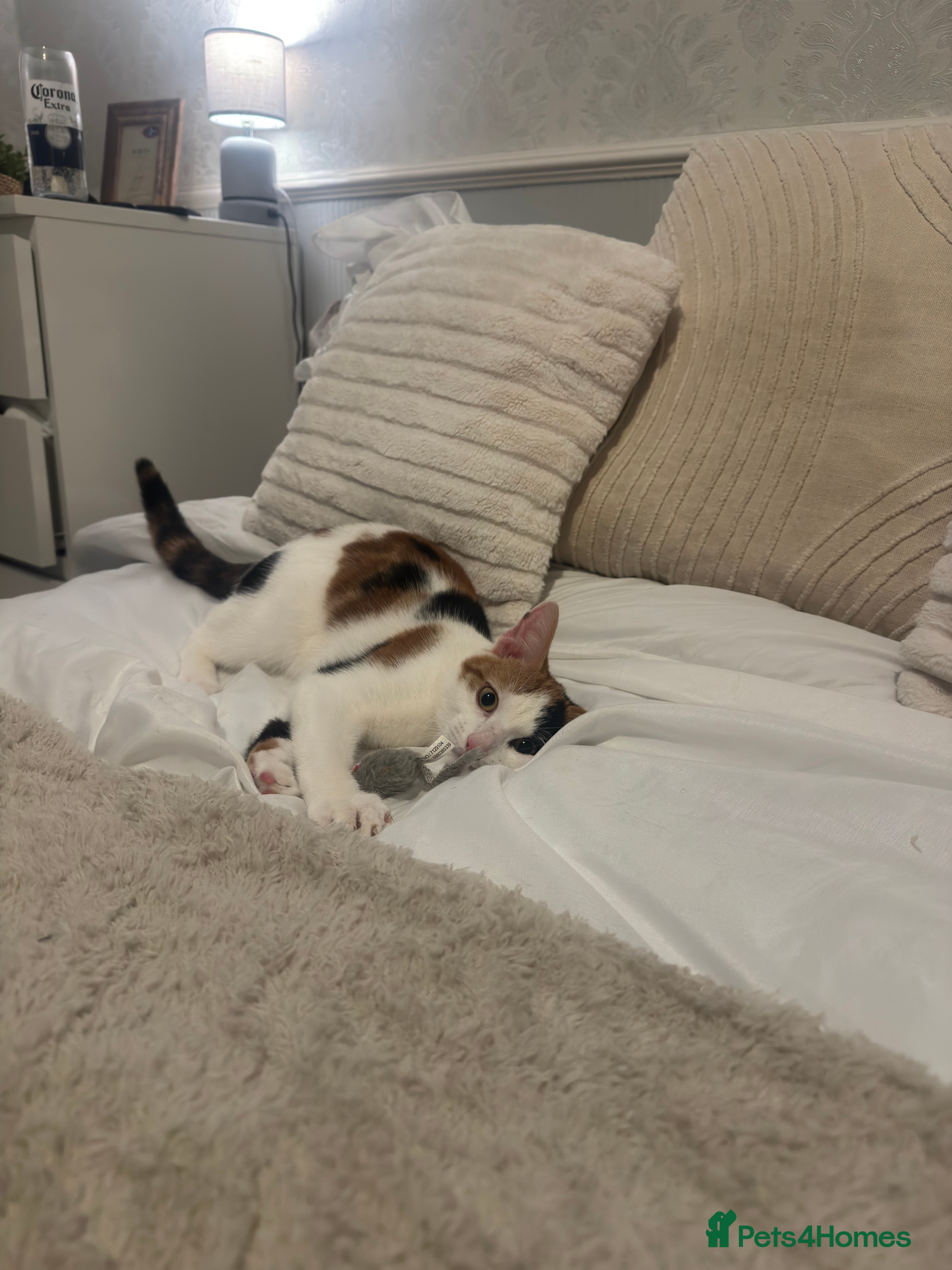 Domestic Shorthair cats 10 month old Calico Kitten - Advert 1