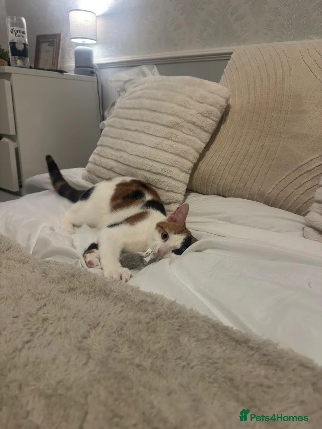 Domestic Shorthair cats for sale: 10 month old Calico Kitten - Advert 1