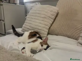 Domestic Shorthair cats 10 month old Calico Kitten - Advert 1