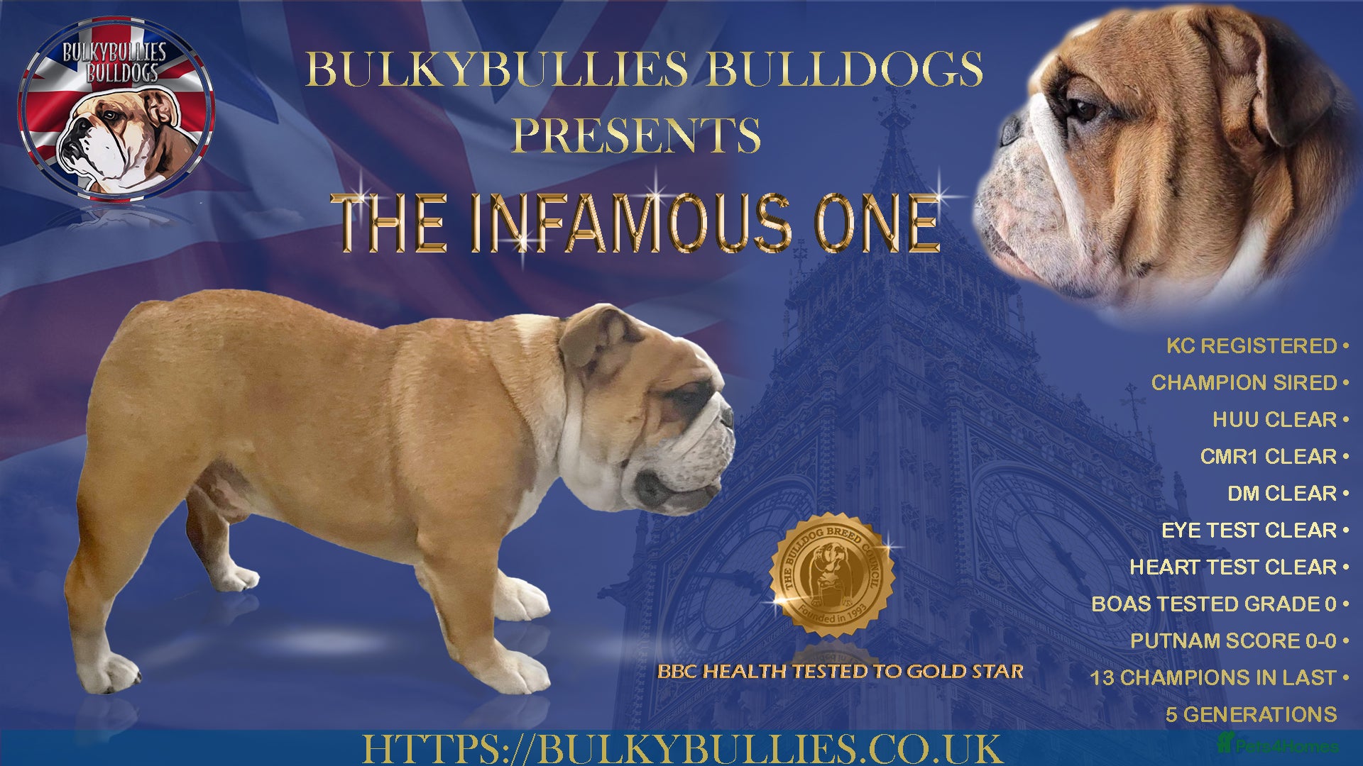 English Bulldog dogs Champion sired Gold Health Tested Bulldog Stud Dog - Advert 3