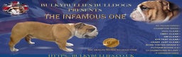 English Bulldog dogs for stud: Champion sired Gold Health Tested Bulldog Stud Dog - Advert 1