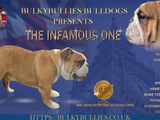 English Bulldog dogs Champion sired Gold Health Tested Bulldog Stud Dog - Advert 2