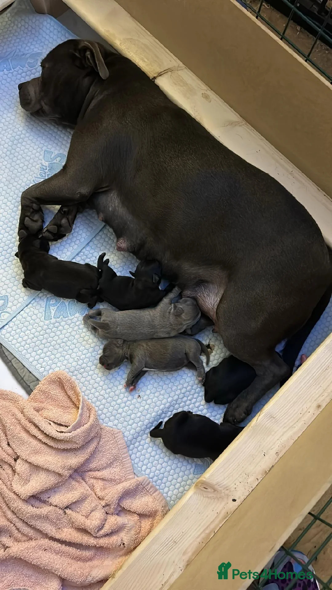 Staffordshire Bull Terrier dogs for sale: 🏆 Six Little Legends | Champion Staffords | Devon in Exeter - Advert 2