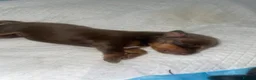 Dachshund dogs for sale: Beautiful dachund puppies  - Advert 6