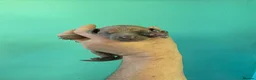 Italian Greyhound dogs for sale: Stunning Italian Greyhound Puppies  - Advert 16