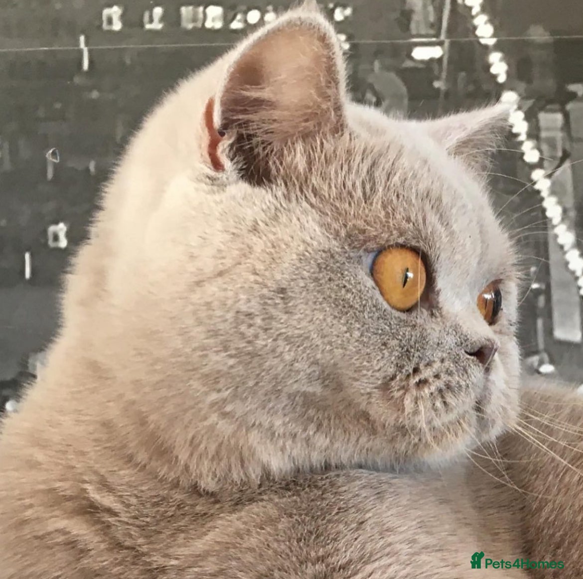 British Shorthair cats for sale: Beautiful BSH Champion line Kittens  - Advert 33