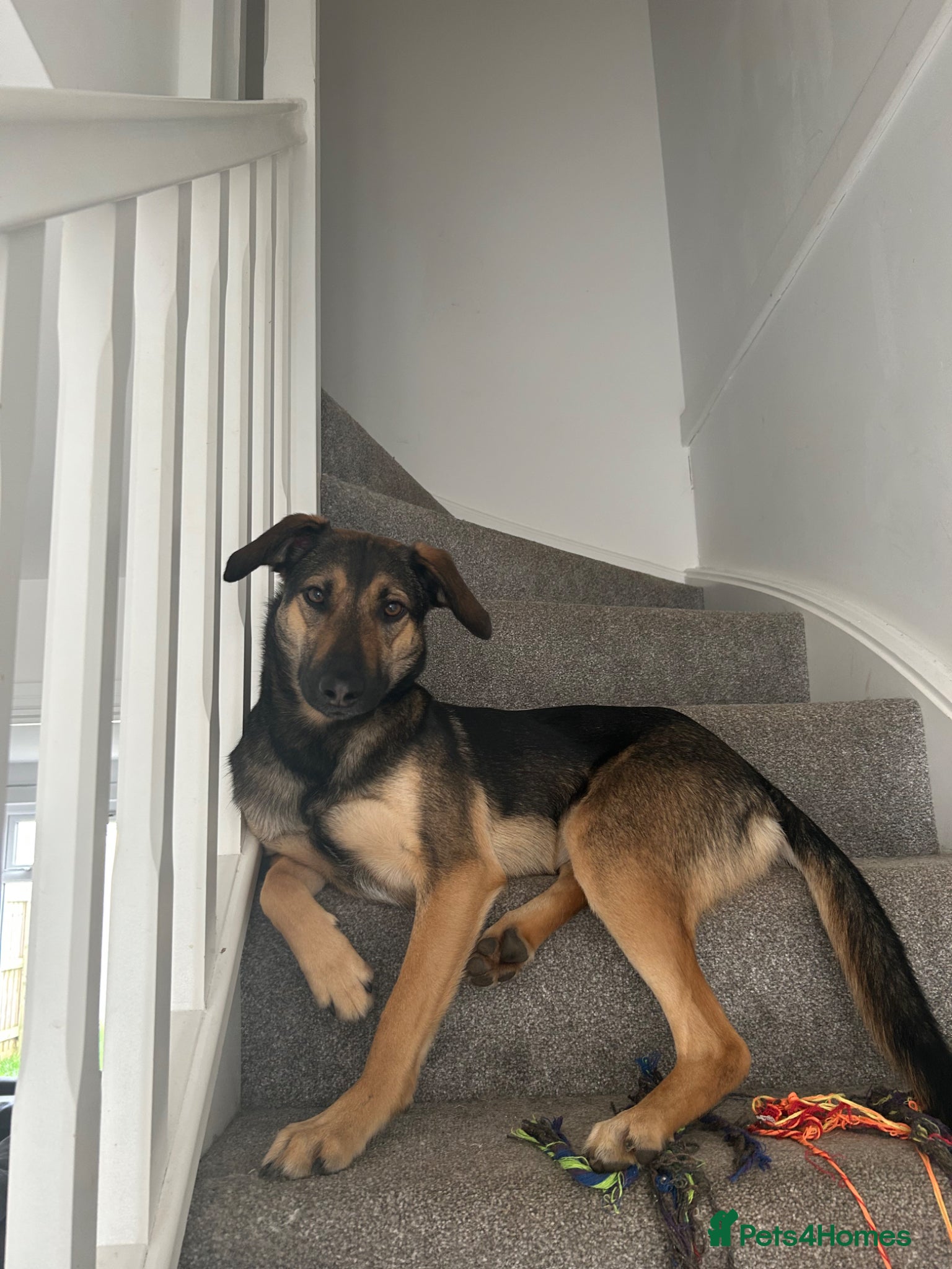 Mixed Breed dogs Looking for a new forever home - Advert 1