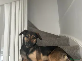 Mixed Breed dogs Looking for a new forever home - Advert 1