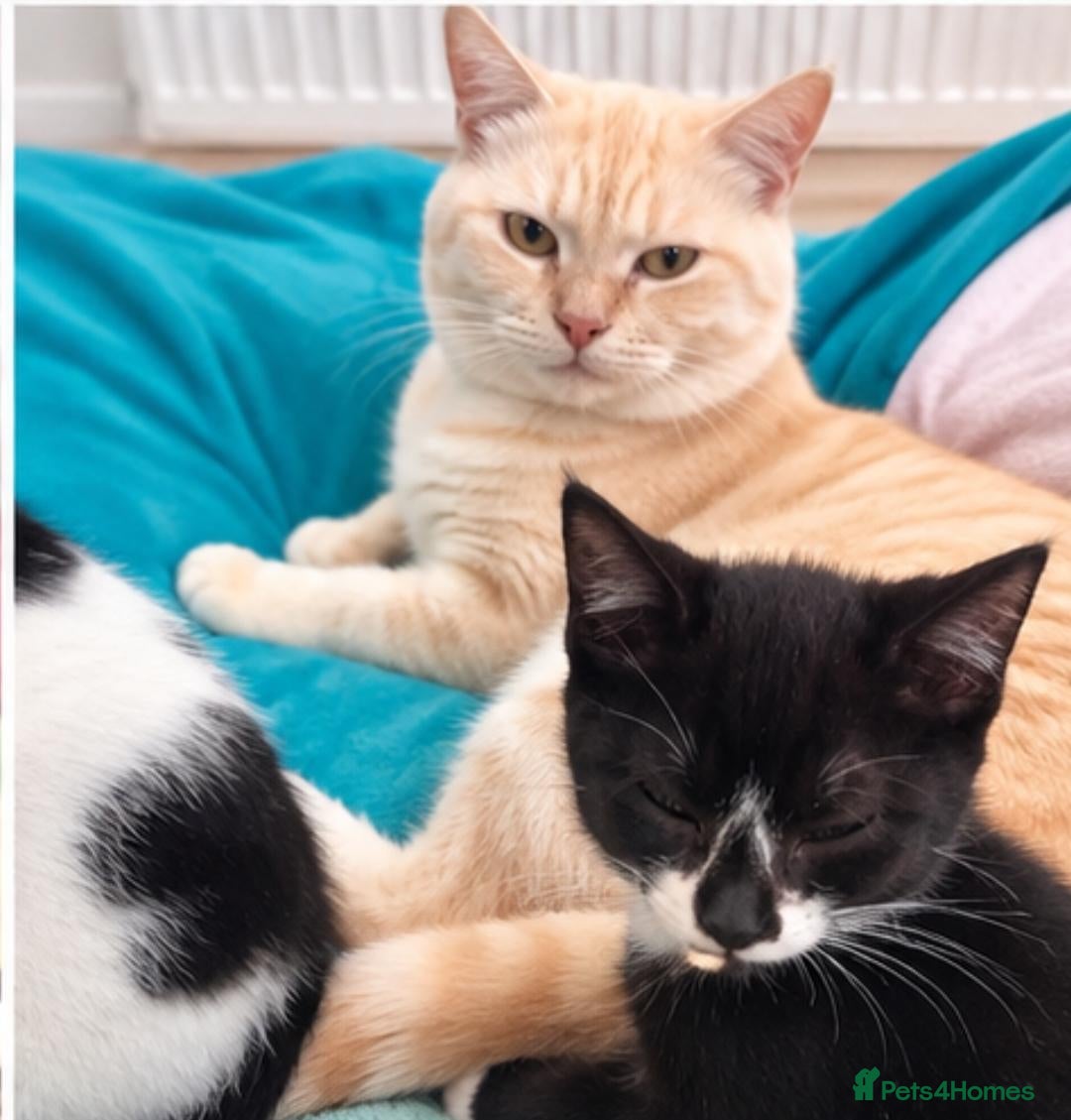 British Shorthair cats Fluffy loving beautiful markings Kittie's  - Advert 1
