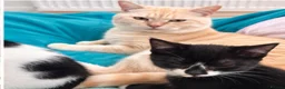 British Shorthair cats for sale: Fluffy loving beautiful markings Kittie's  in Telford - Advert 1