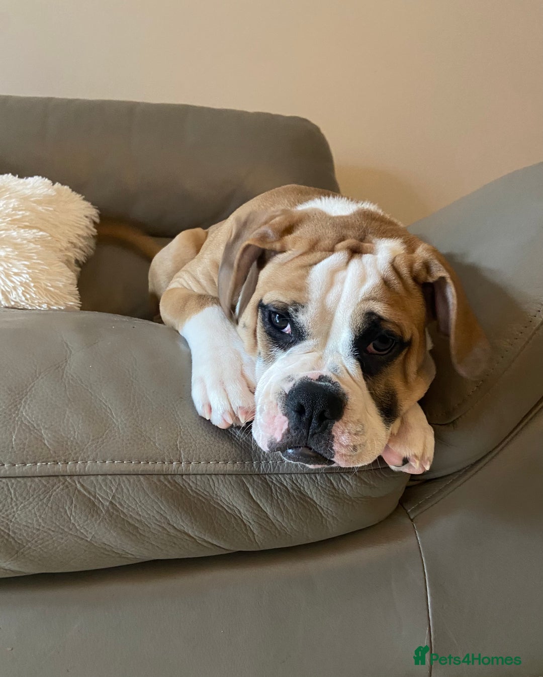 Alapaha Blue Blood Bulldog dogs for sale: Beautiful Alapaha bulldog  - Advert 3