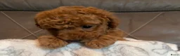 Toy Poodle dogs for sale: Toy poodle puppies  - Advert 8