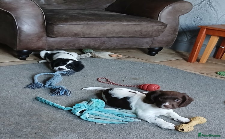 English Springer Spaniel dogs 2 beautiful English springer spaniel puppies  - Advert 6