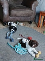 English Springer Spaniel dogs 2 beautiful English springer spaniel puppies - Advert 1