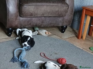 English Springer Spaniel dogs 2 beautiful English springer spaniel puppies - Advert 8